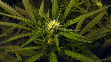 marijuana1